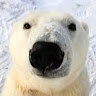 polar